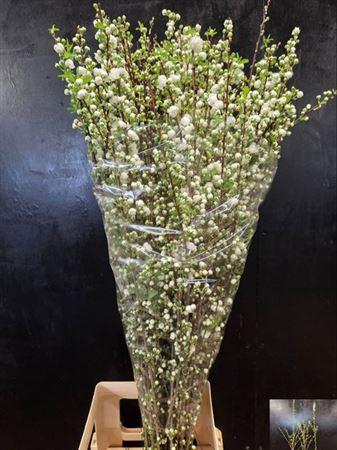 <h4>Prunus Gland Wit St</h4>