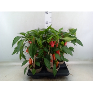 Capsicum annuum   ...paprika