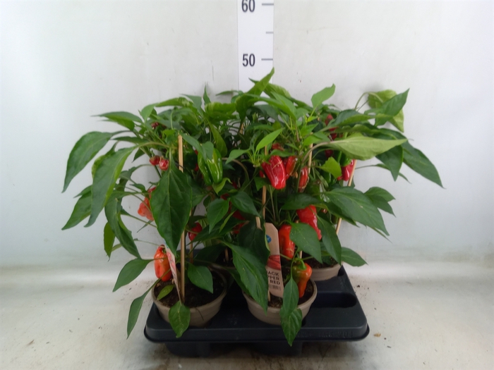<h4>Capsicum annuum   ...paprika</h4>