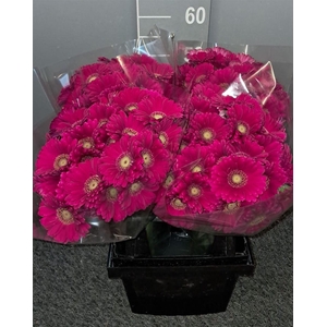 Ge Mi Vivian Rosa/viola