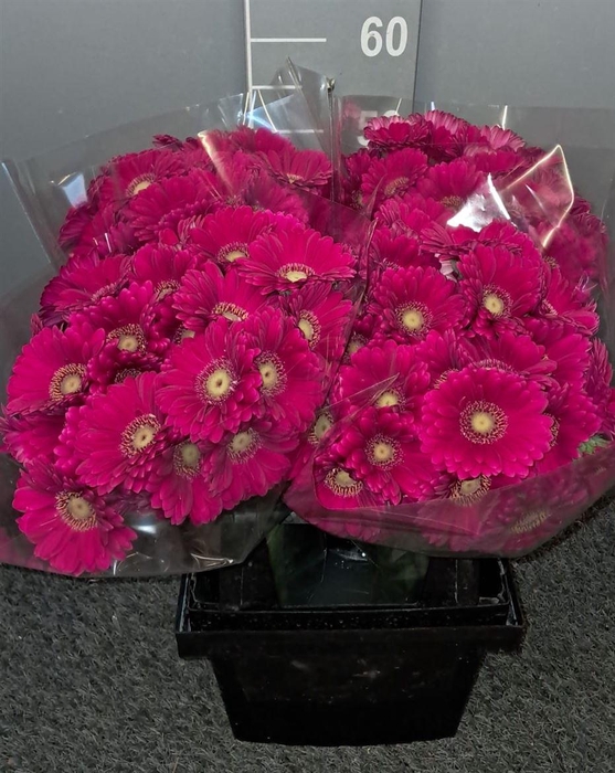 <h4>Ge Mi Vivian Rosa/viola</h4>