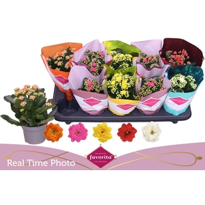 KAL GE PERF GEM 5 KL