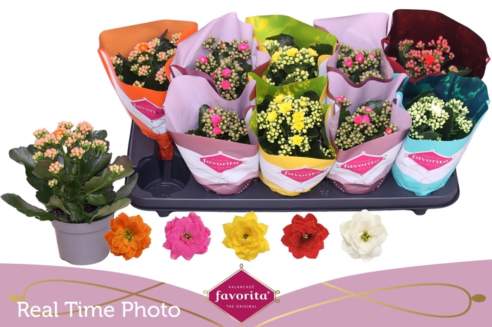 <h4>KAL GE PERF GEM 5 KL</h4>