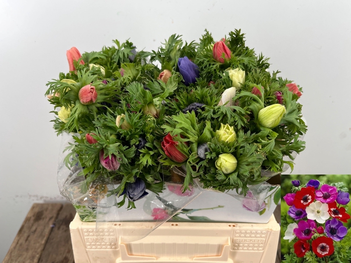 <h4>ANEM CO MAR GEM</h4>