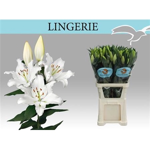 Li Or Lingerie