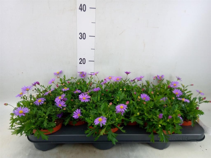 <h4>Brachycome   ...</h4>