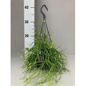 Rhipsalis