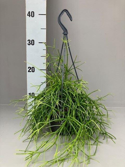 <h4>Rhipsalis</h4>