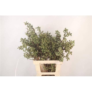 DECOGROEN GROOT BLAD