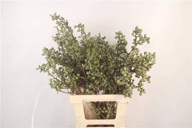 <h4>DECOGROEN GROOT BLAD</h4>