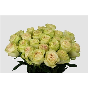Rosa ec dynamic