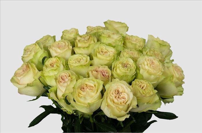 <h4>Rosa ec dynamic</h4>