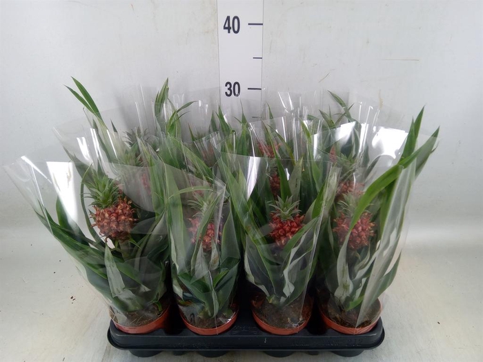 <h4>Ananas  'Rosita'</h4>