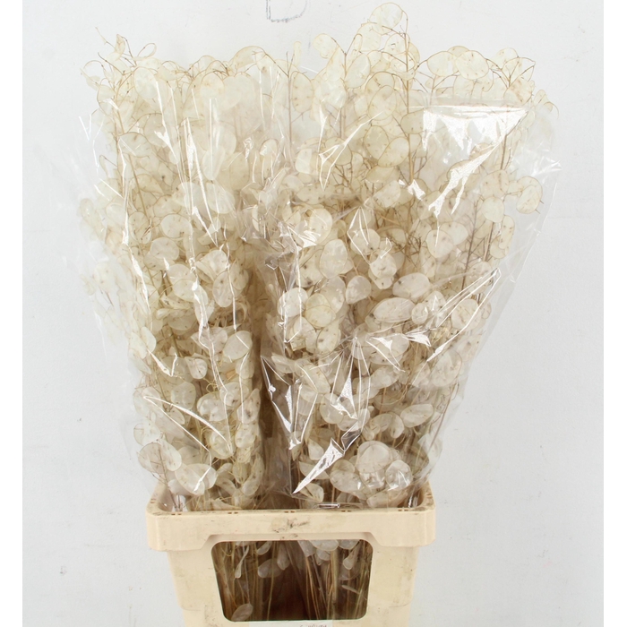 <h4>Lunaria Ann Groene P</h4>