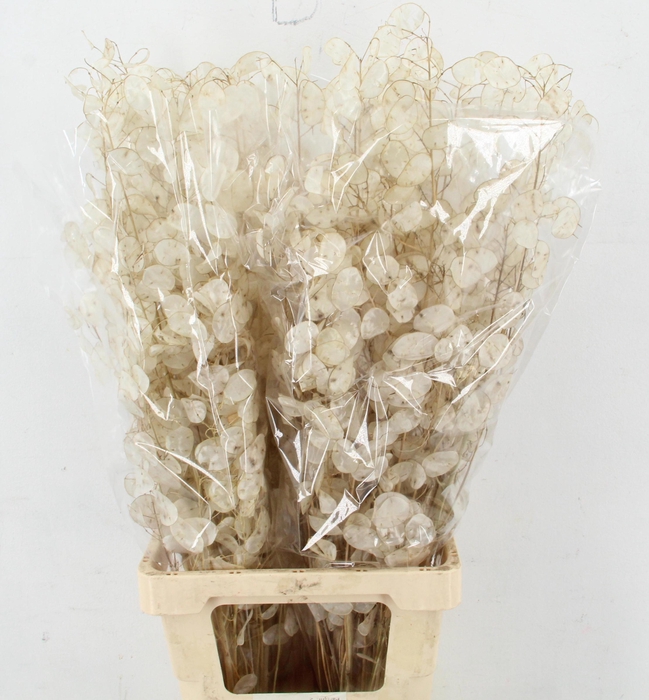 <h4>LUNARIA ANN GROENE P</h4>