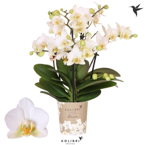 Kolibri Orchids Phalaenopsis Blossom Lausanne 4 spike