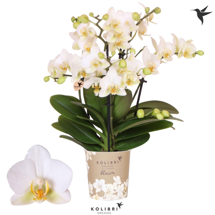 <h4>Kolibri Orchids Phalaenopsis Blossom Lausanne 4 spike</h4>