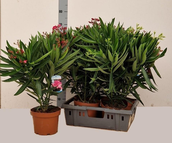 <h4>NERI OLEANDER</h4>