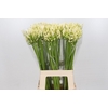 Agapanthus Gletsjer