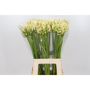 Agapanthus Gletsjer