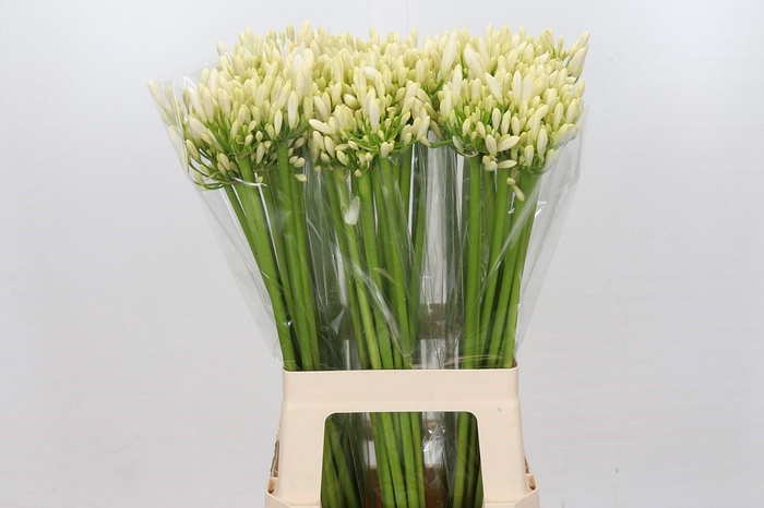 <h4>Agapanthus Gletsjer</h4>