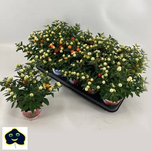 SOLAN PSEUDOCAPSICUM P12