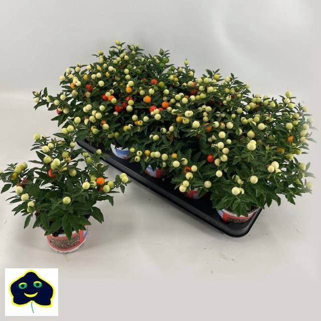 <h4>SOLAN PSEUDOCAPSICUM P12</h4>