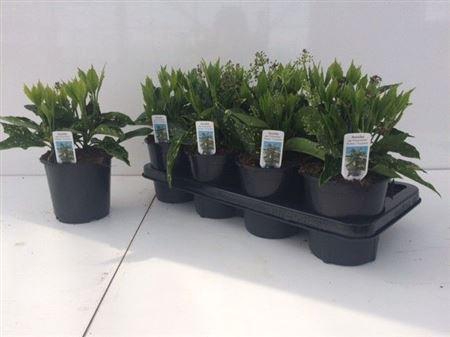 ** Aucuba J Crotonifoli * Spring Deal *