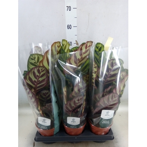 Calathea makoyana