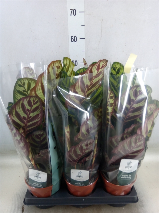 <h4>Calathea makoyana</h4>