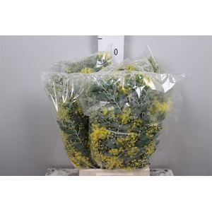 Mimosa Denis Boden Flowering Bag