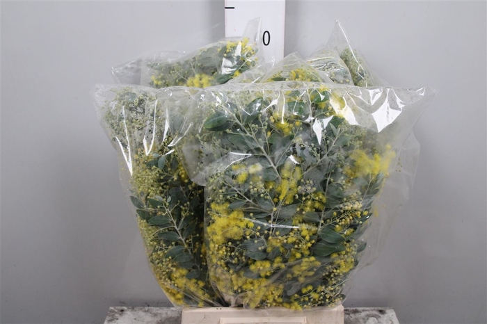 <h4>Mimosa Denis Boden Flowering Bag</h4>