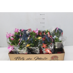 FLOR DE MAIO P11