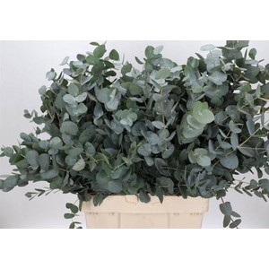EUC. CINEREA AIR 300 GR ZA