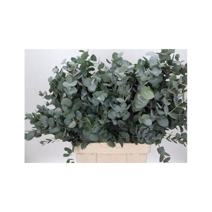 <h4>EUC. CINEREA AIR 300 GR ZA</h4>
