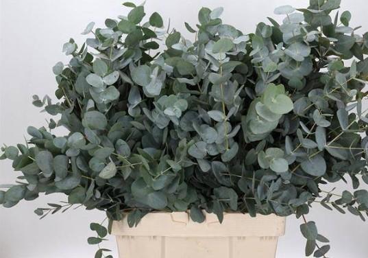 <h4>EUC. CINEREA AIR 300 GR ZA</h4>