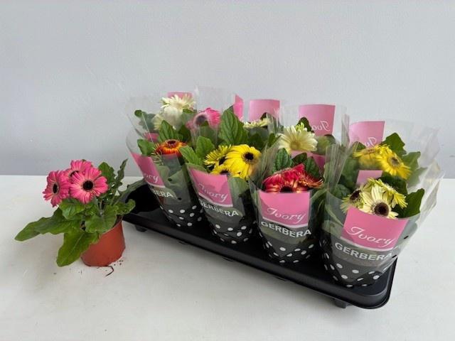 <h4>GER IVORY GEMENGD</h4>