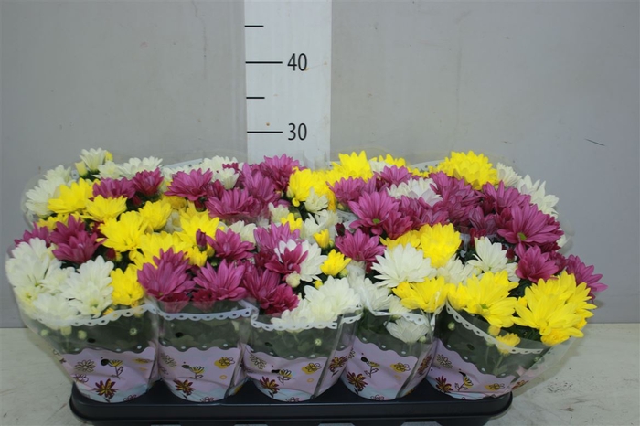 <h4>Chrysanth Carnaval Rijp</h4>
