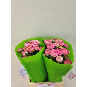 Ran Aazur Light Pink