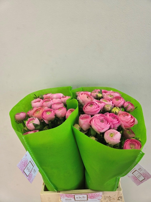 <h4>Ran Aazur Light Pink</h4>