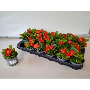 Begonia Semperflorens Grp overig