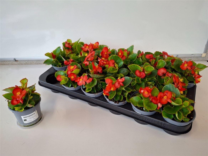 <h4>Begonia Semperflorens Grp overig</h4>