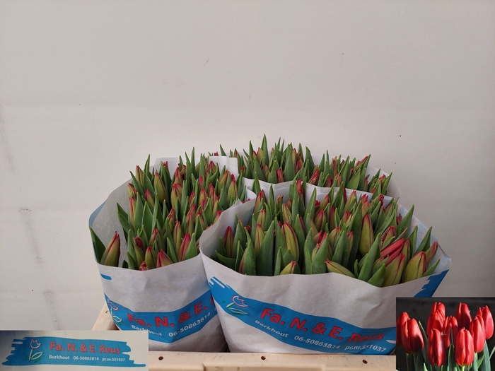 <h4>TU EN STRONG FIRE</h4>