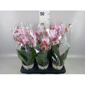 Phalaenopsis multi. 'Ant Antwerp'