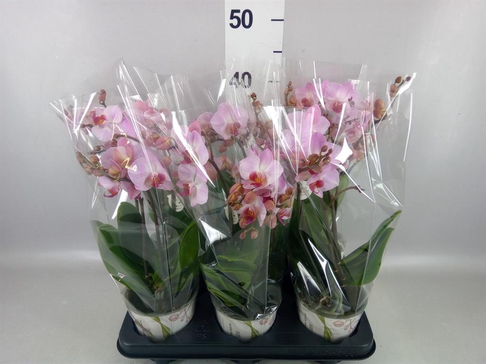 <h4>Phalaenopsis multi. 'Ant Antwerp'</h4>