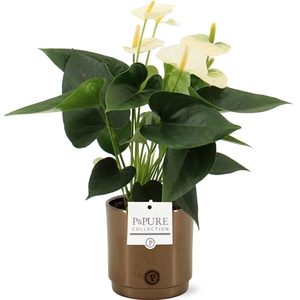 Anthurium Cocos in PURE Juliette Goldbronze ceramic