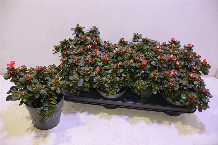 <h4>Rhodo Si Fluostern</h4>