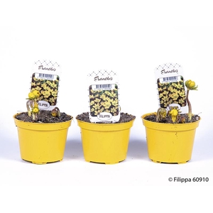 ERANTHIS HYEMALIS P9