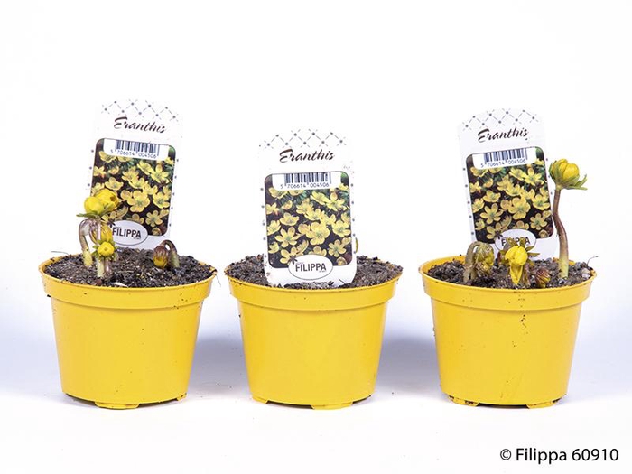 <h4>ERANTHIS HYEMALIS</h4>