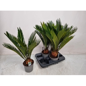CYCAS REVOLUTA